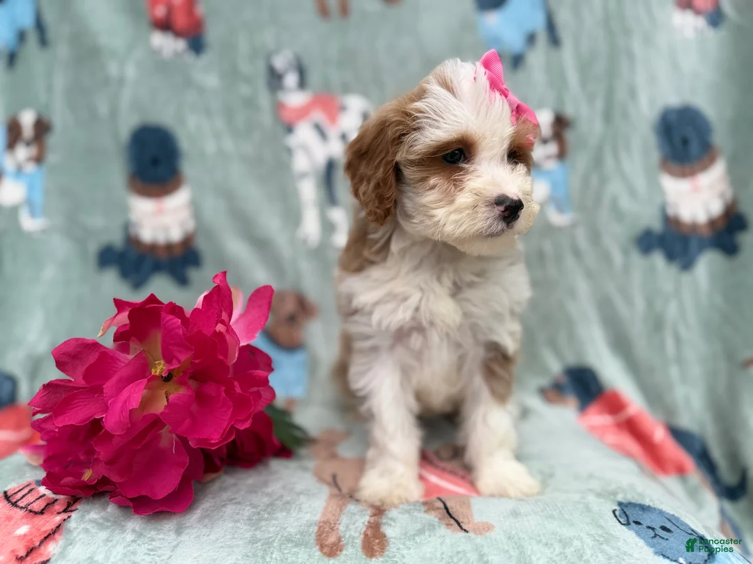 Cockapoo dogs for sale: Annie - Ad 3