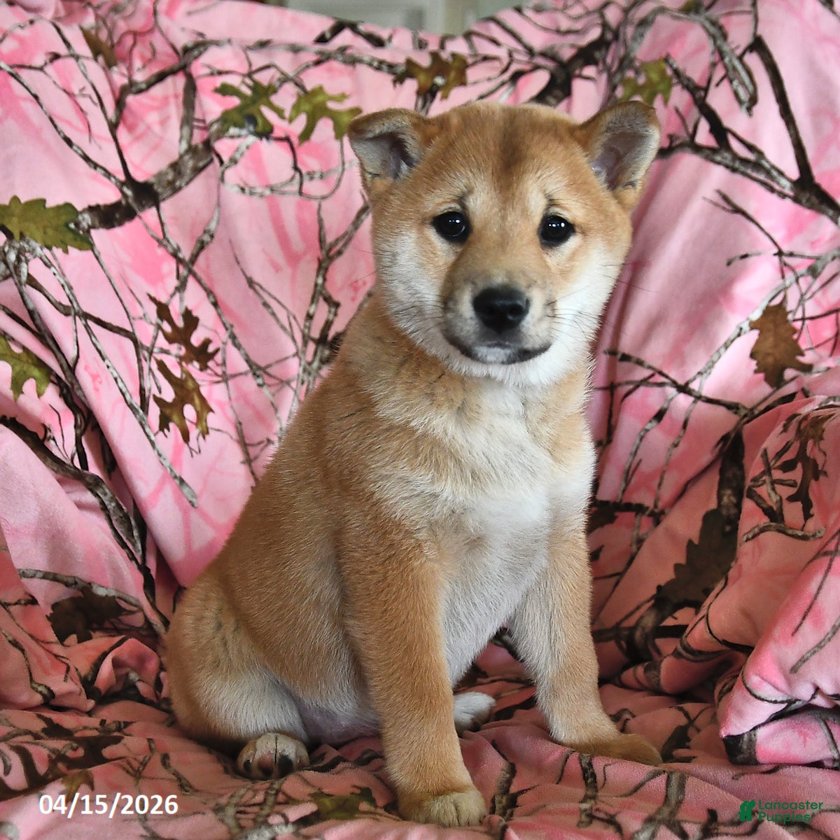 Shiba Inu dogs Rosie June - Ad 1
