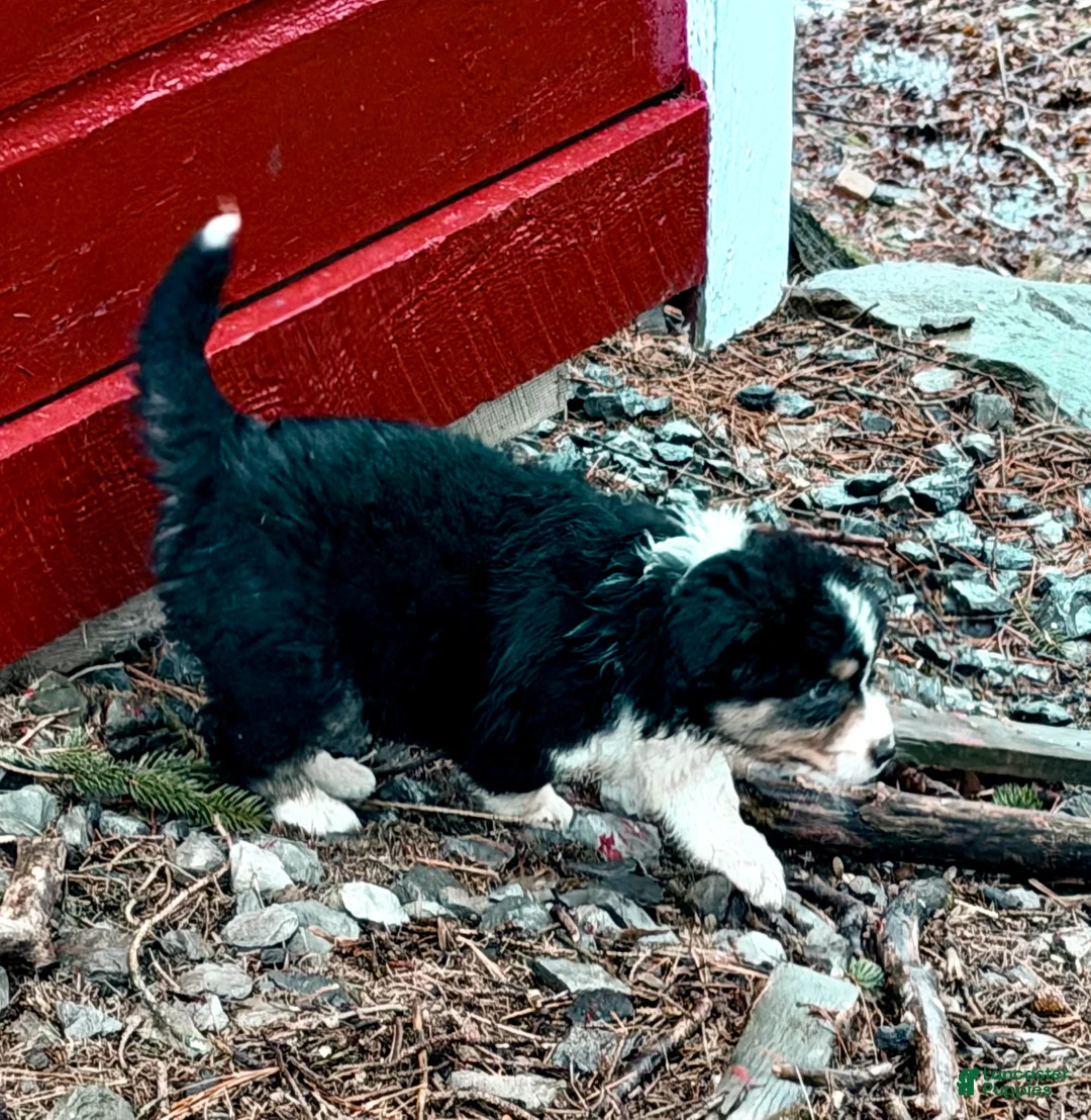 Australian Shepherd dogs for sale: Australian Shepherd Puppy 2 - Ad 3