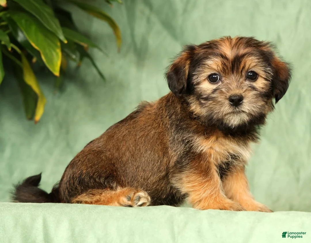 Shorkie dogs for sale: Simpkins - Ad 2