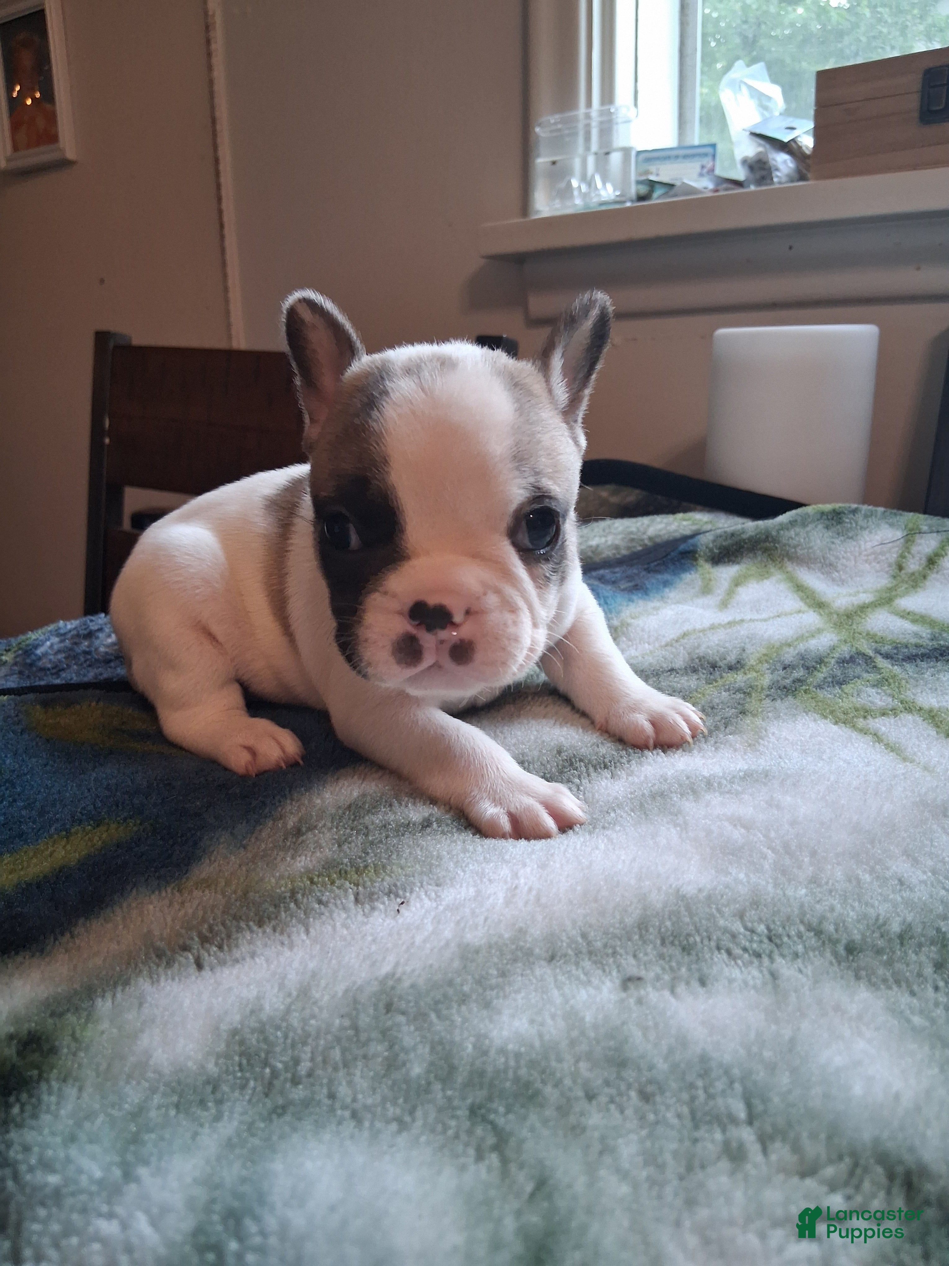 French Bulldog dogs for sale: Tiny - Ad 3