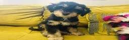 Mini Bernedoodle dogs for sale: Cassius - Ad 7
