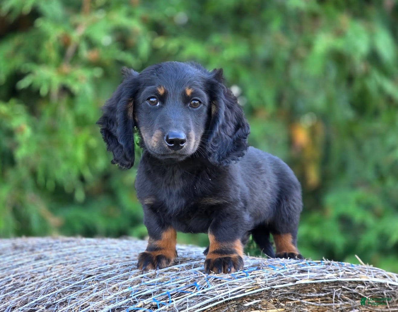 Dachshund dogs Reggie - Ad 4