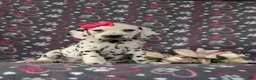 Dalmatian dogs for sale: Lanette - Ad 3