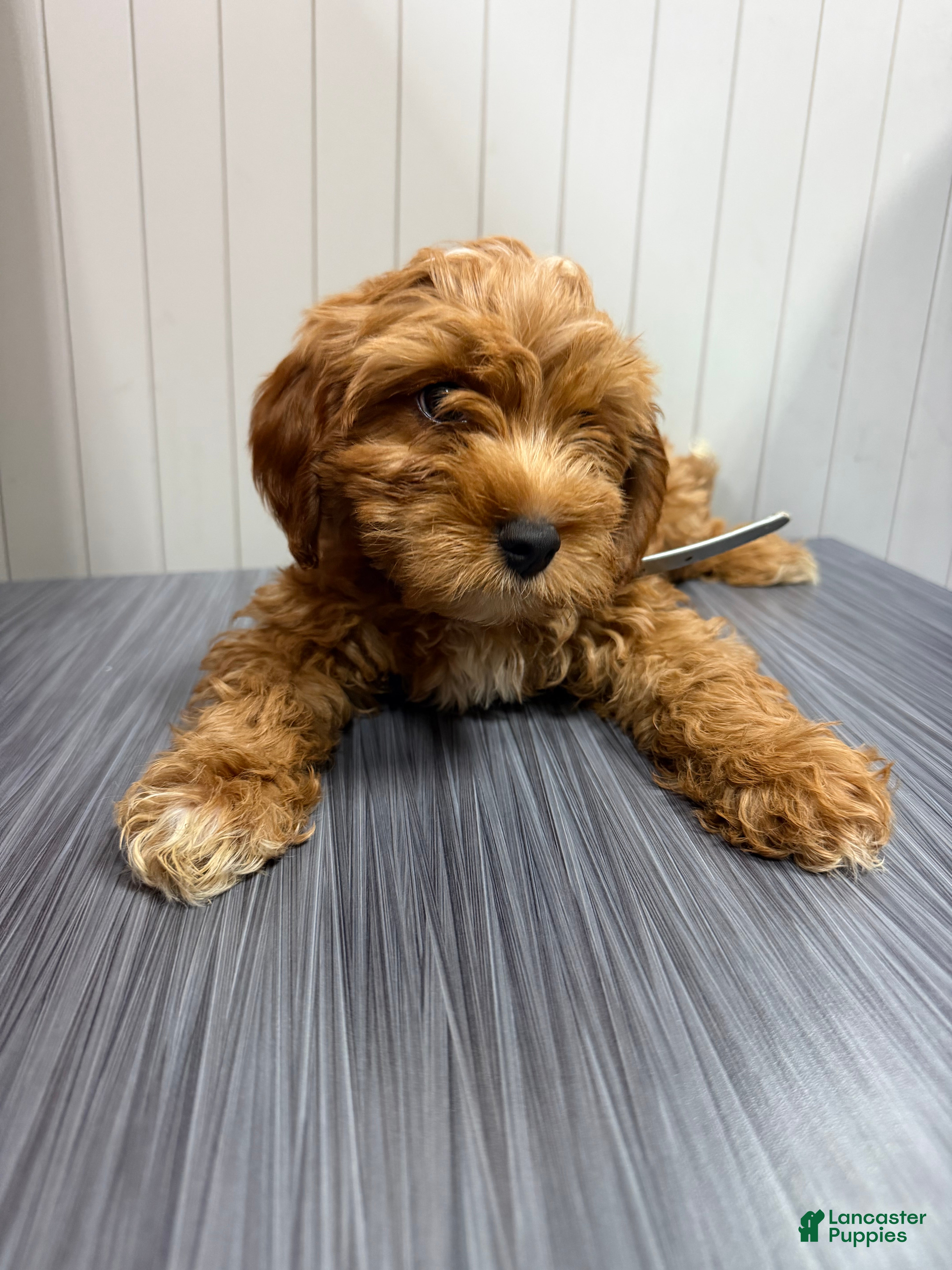 Cavapoo dogs CAVA🐾✅ - Ad 2