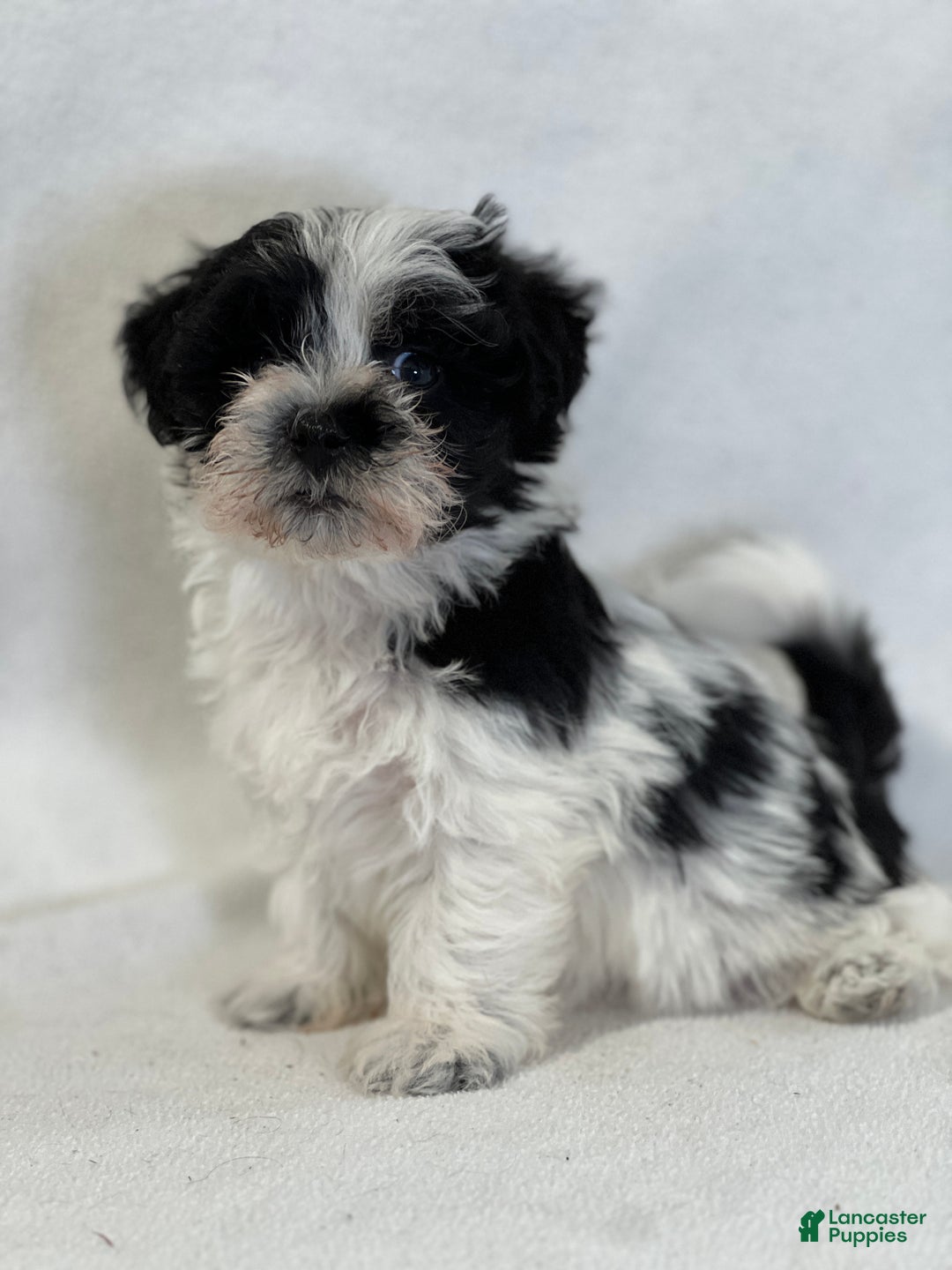 Mixed Breed dogs for sale: Henry - Ad 2