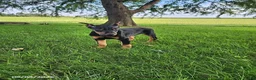 Doberman Pinscher dogs for sale: Kodiak - Ad 4