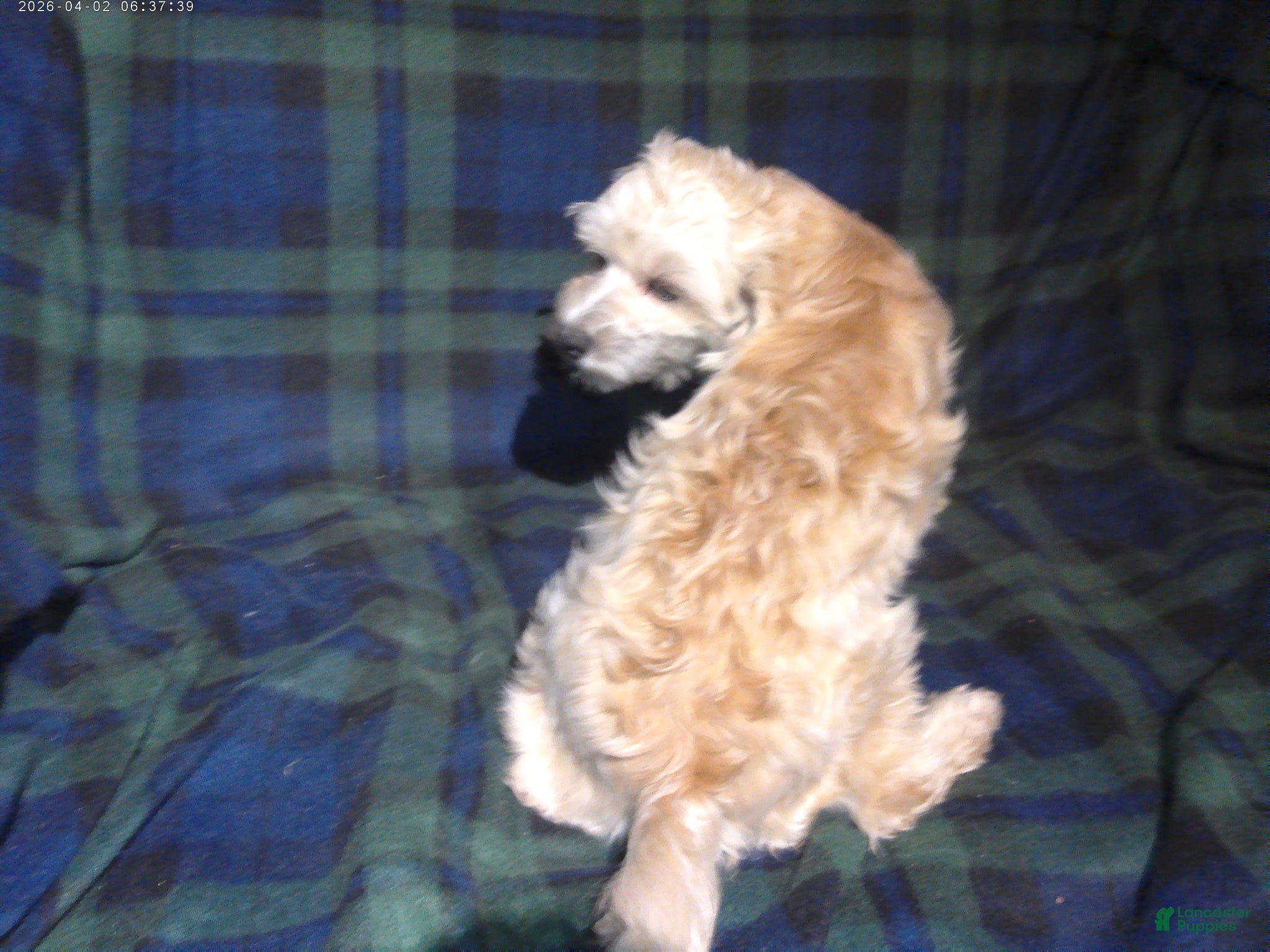 Maltipoo dogs Chip --- MaltiPoo, in home raised, non-shedding - Ad 2