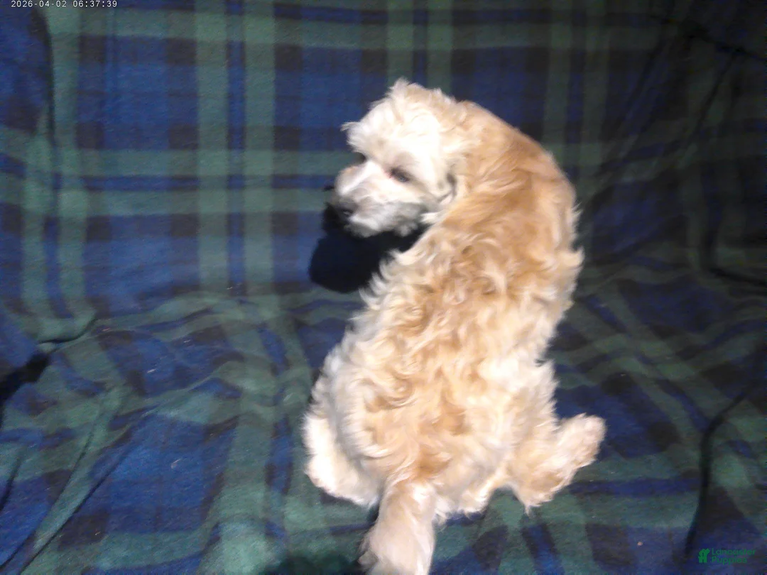 Maltipoo dogs for sale: Chip --- MaltiPoo, in home raised, non-shedding - Ad 2