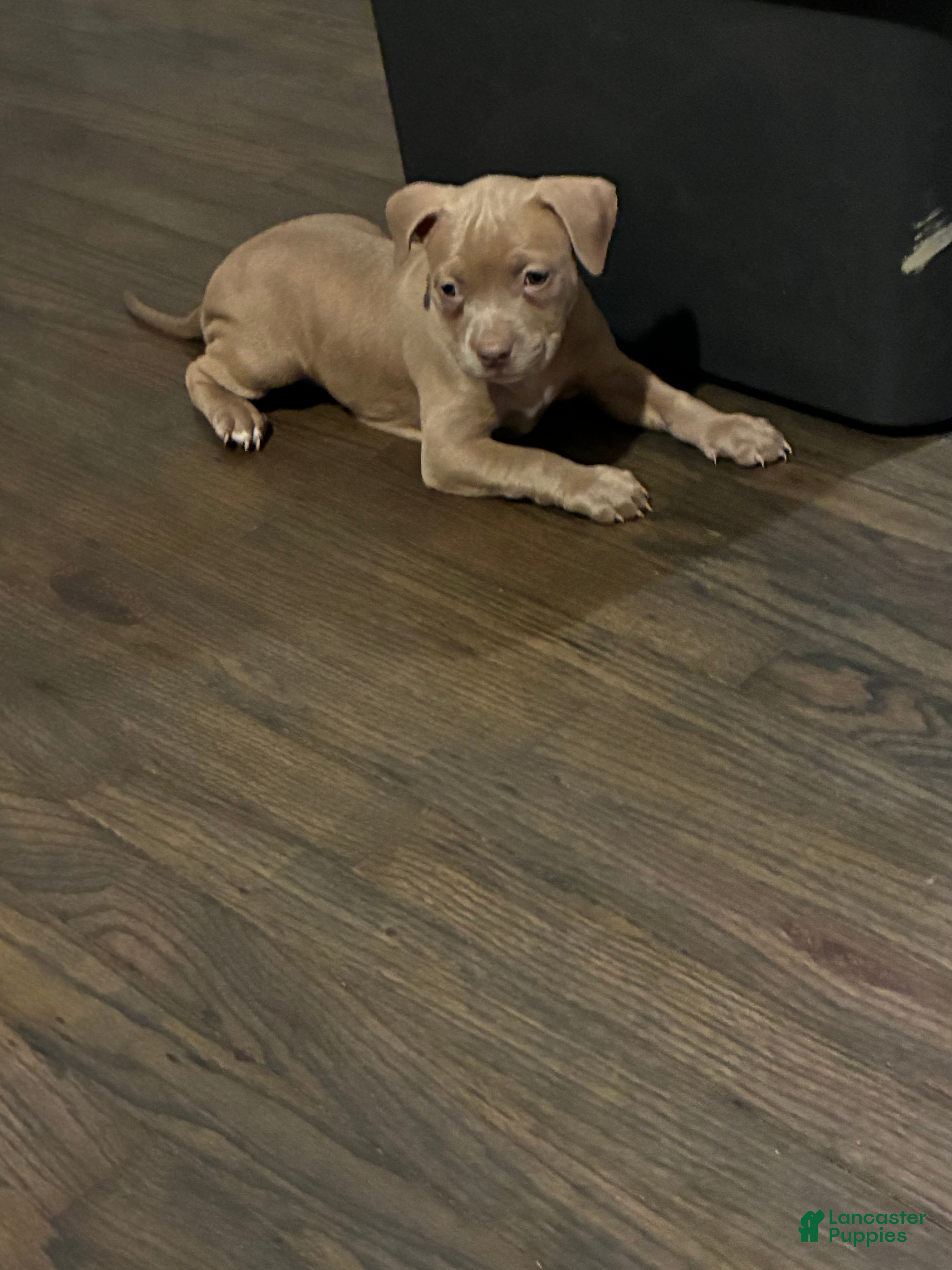 American Bully dogs American Bully 6 - Ad 4