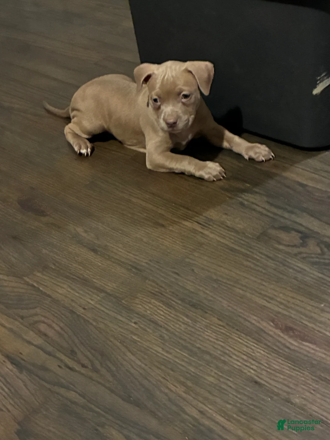 American Bully dogs for sale: American Bully 6 - Ad 1