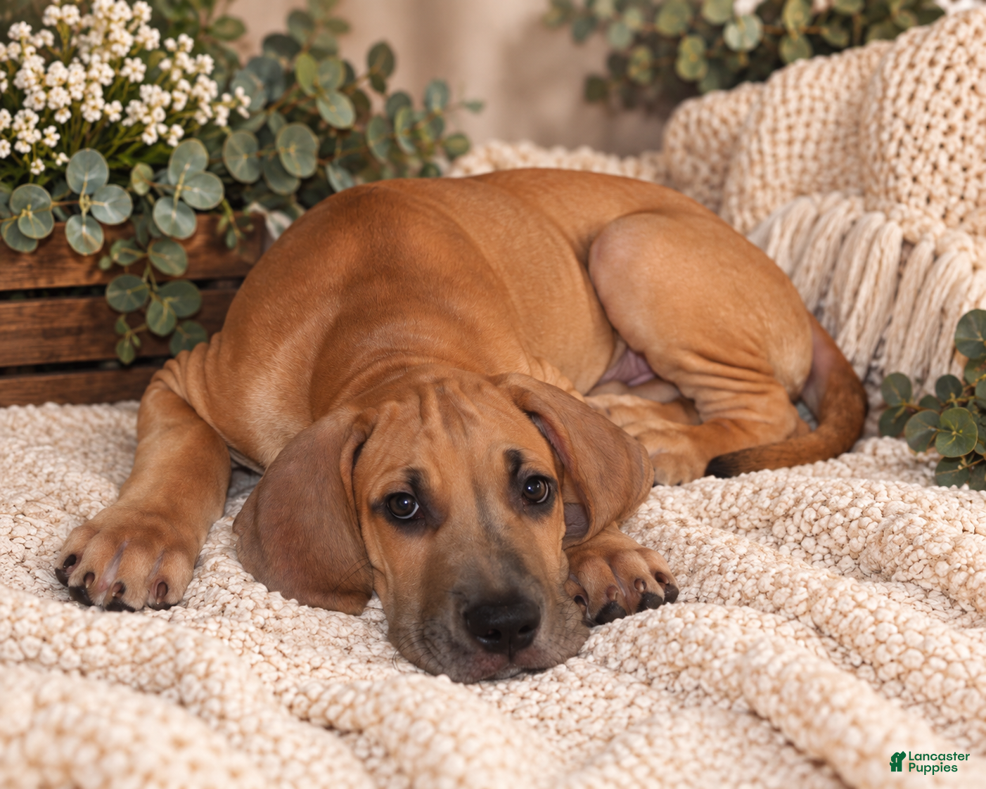 Great Dane dogs Dolly - Ad 2