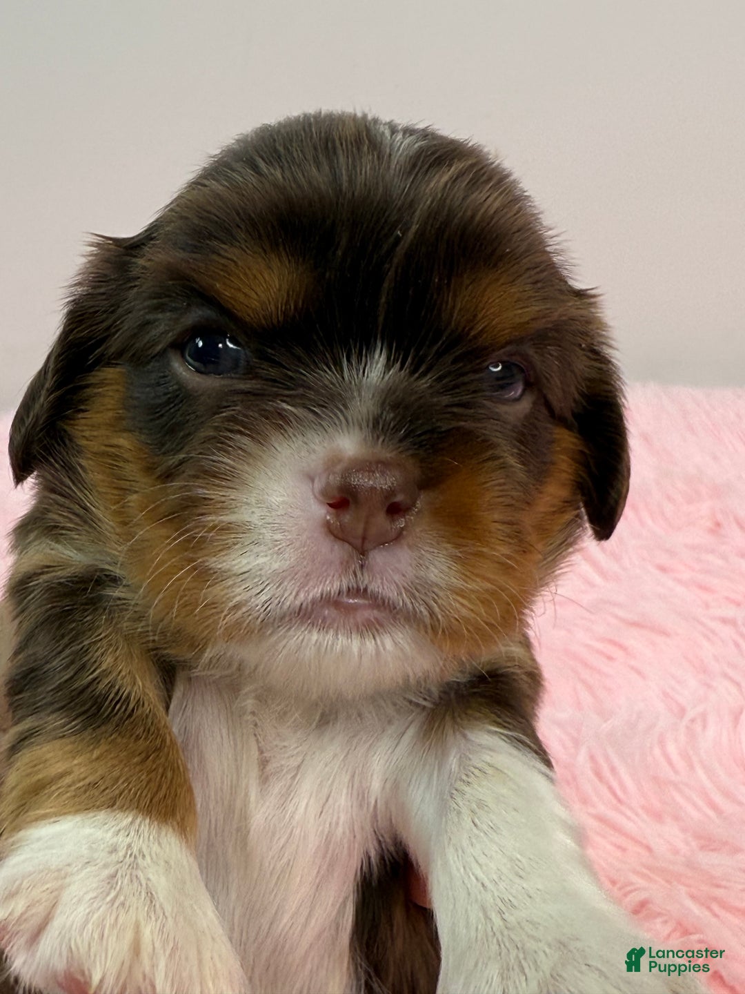 Cavalier King Charles Spaniel dogs for sale: Ava - Ad 10