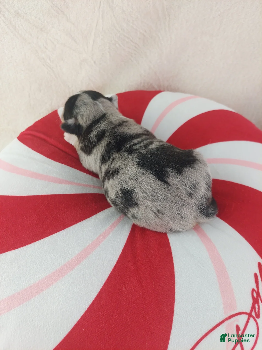 Chihuahua dogs for sale: Micah - Ad 14