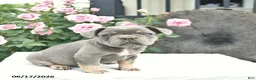 French Bulldog dogs for sale: Sailor  - Ad 4