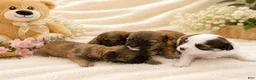Yorkshire Terrier dogs for sale: Yorkshire Terrier 2 - Ad 3