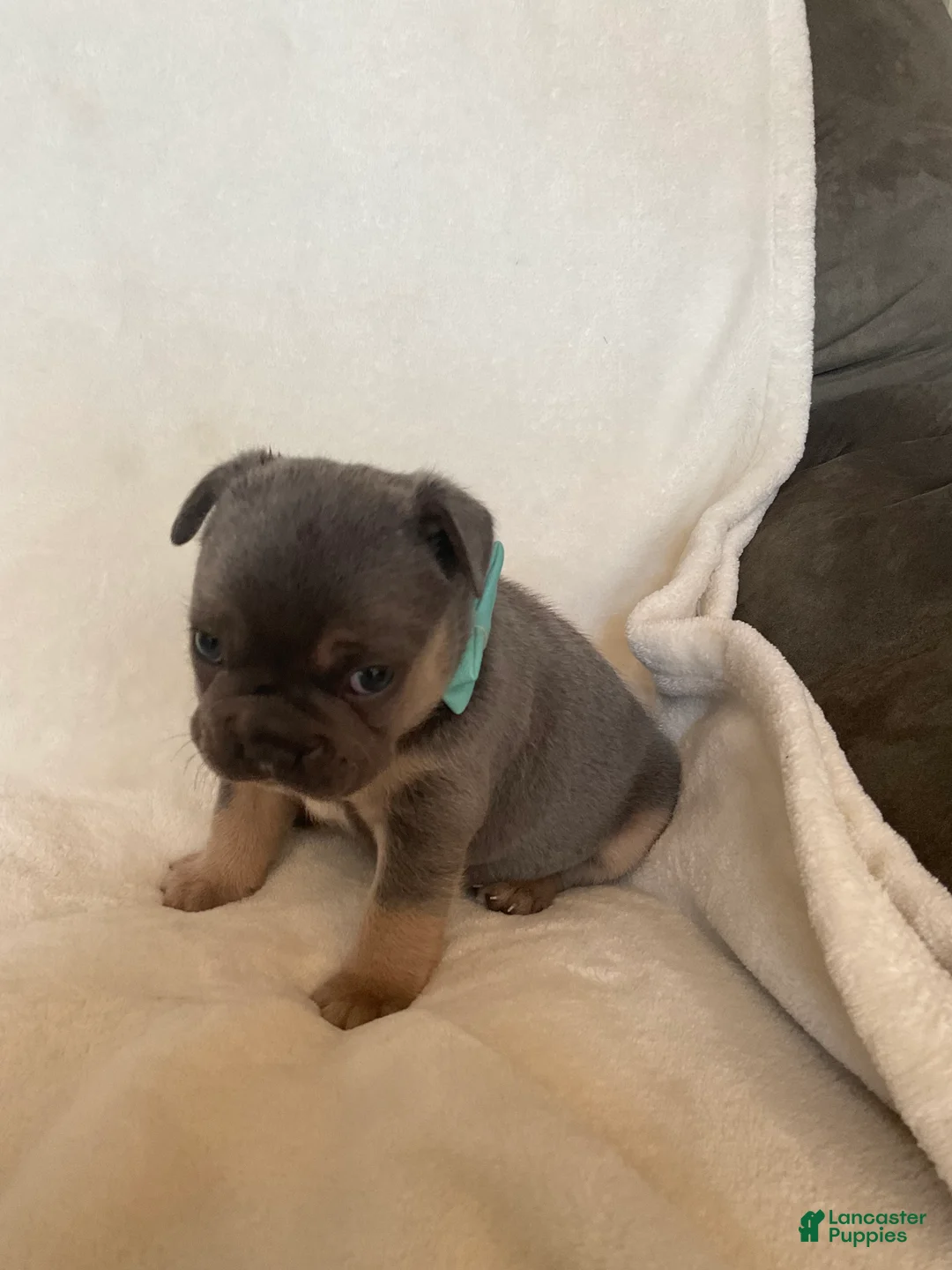 French Bulldog dogs for sale: French Bulldog 1 - Ad 2