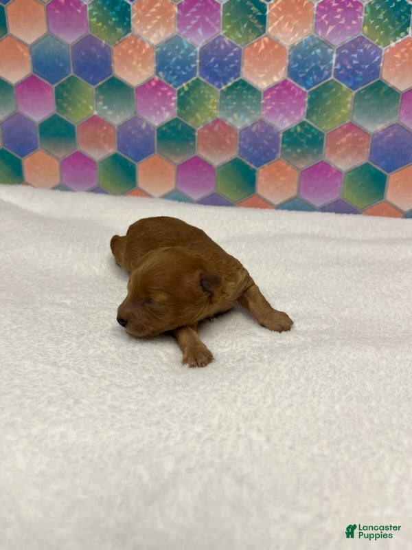 Toy Poodle dogs Buffy - Ad 35