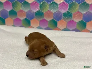 Toy Poodle dogs Buffy - Ad 35