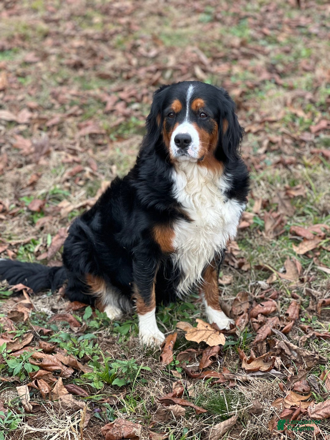 Miniature Bernese Mountain Dog dogs for sale: Miniature Bernese Mountain Dog Puppy 2 - Ad 2