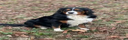 Miniature Bernese Mountain Dog dogs for sale: Miniature Bernese Mountain Dog Puppy 6 - Ad 4