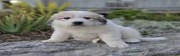 Great Pyrenees dogs for sale: Hunter - Ad 3