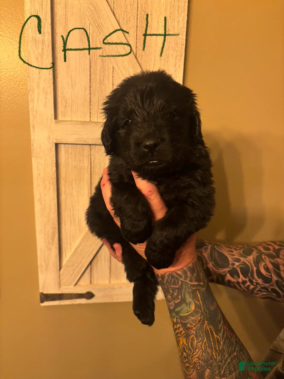 Newfoundland dogs for sale: Newfoundland Puppy 6 - Ad 2