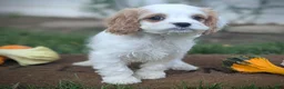 Cavapoo dogs for sale: Mr Colby - Ad 14