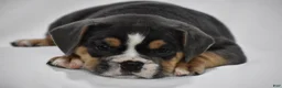 Beabull dogs for sale: Gizmo - Ad 8