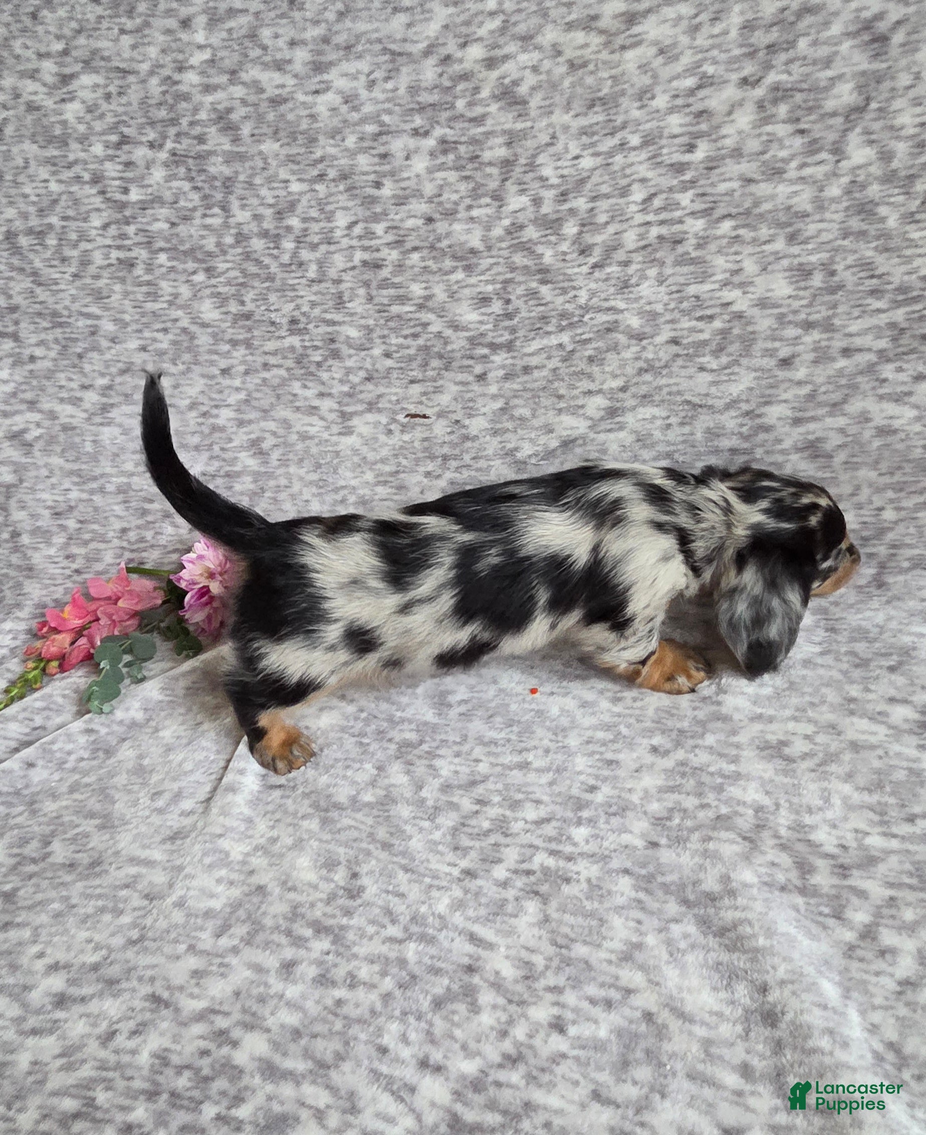 Miniature Dachshund dogs Lily - Ad 2