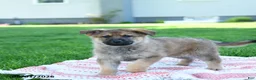German Shepherd dogs for sale: Callie - Ad 3