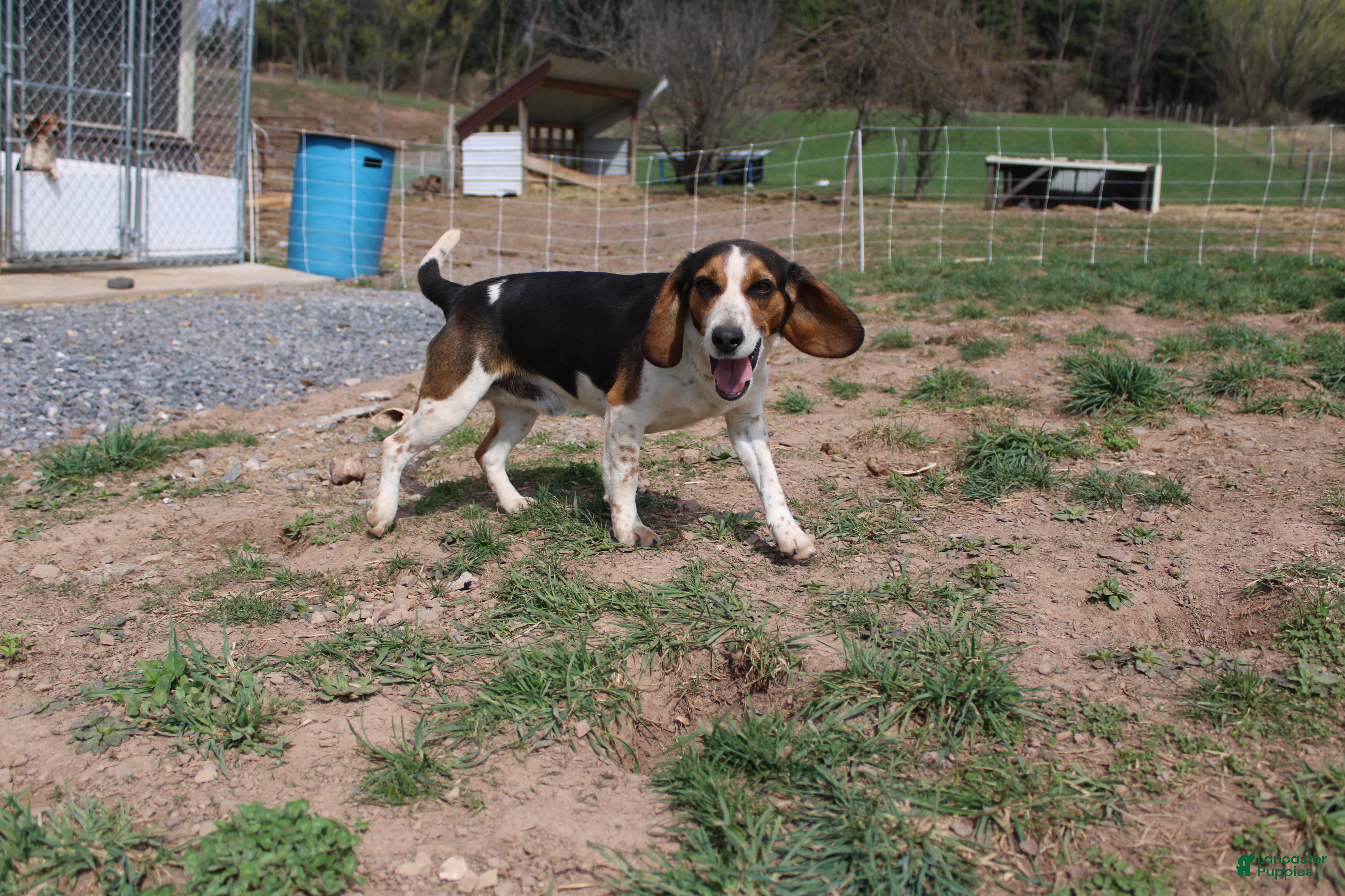 Beagle dogs Elikhana - Ad 2