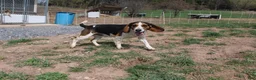 Beagle dogs for sale: Elikhana - Ad 2