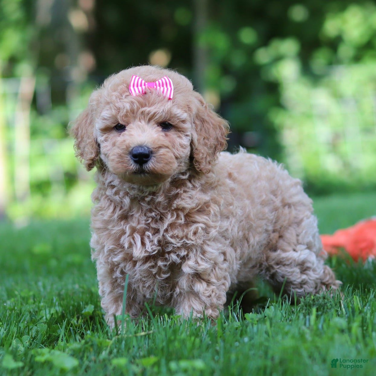 Mini Goldendoodle dogs Daisy - Ad 1