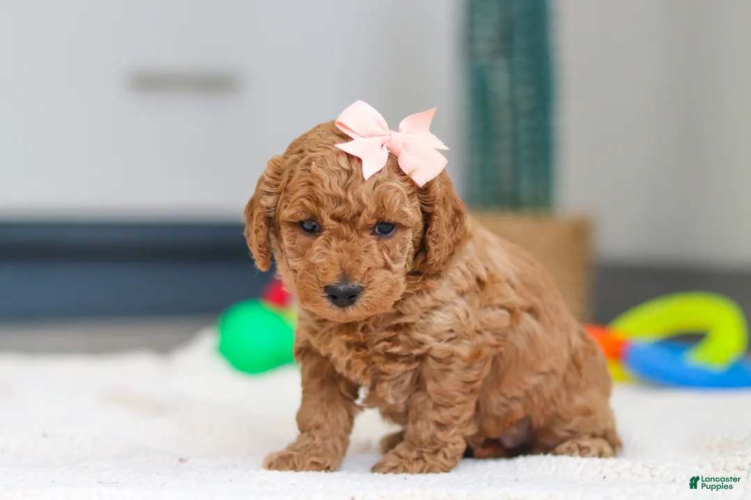 Mini Goldendoodle dogs for sale: Missy - Ad 4