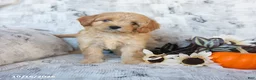 Cavapoo dogs for sale: Piper - Ad 5