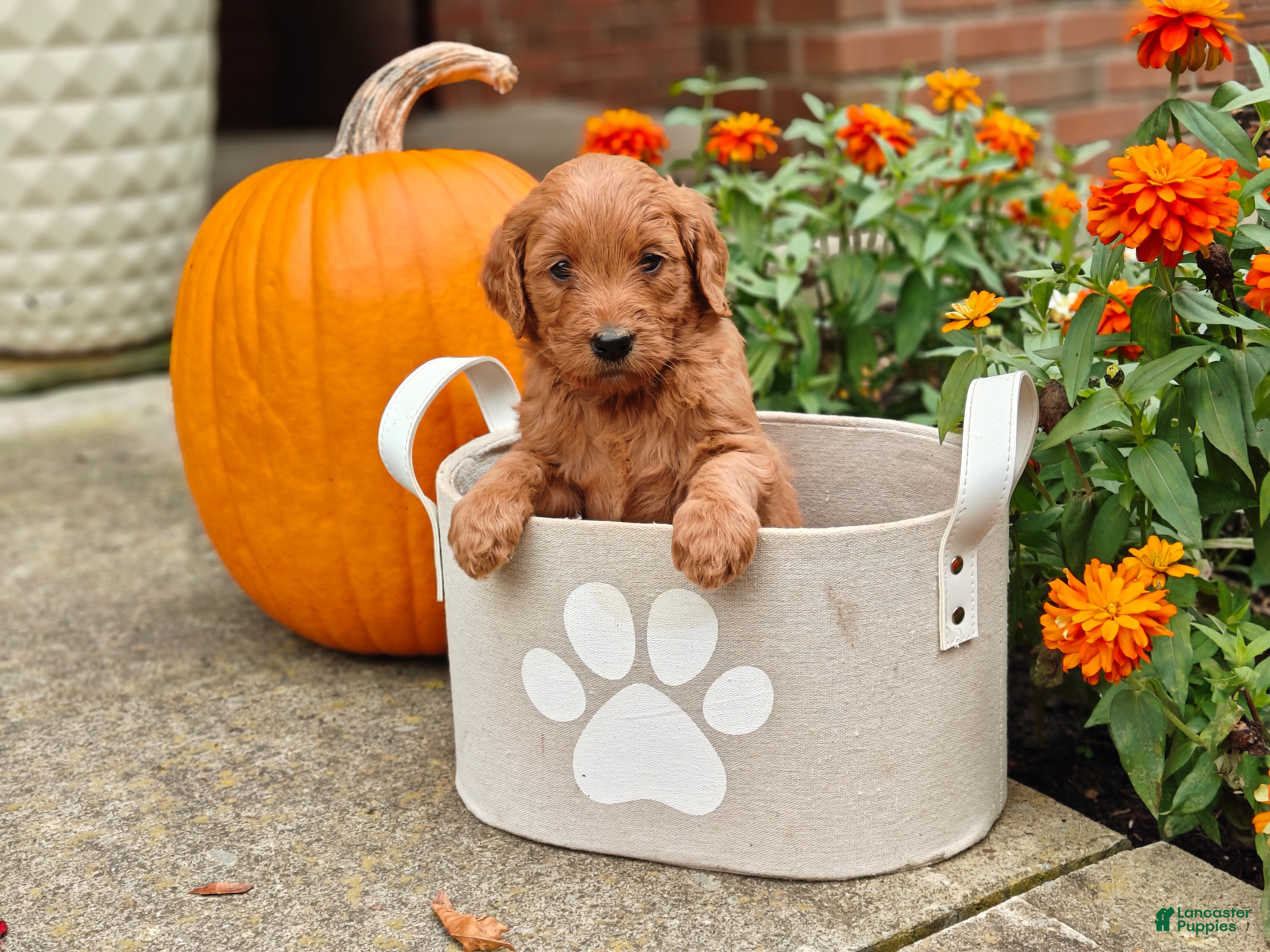 Goldendoodle dogs Cinnamon - Ad 1
