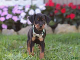 Miniature Pinscher dogs - Ad 4