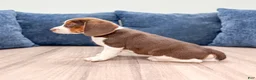 Beagle dogs for sale: Daffodil - Ad 4