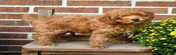 Miniature Poodle dogs for sale: Teddy - Ad 3