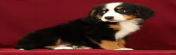 Bernese Mountain Dog dogs for sale: Joy - Ad 6
