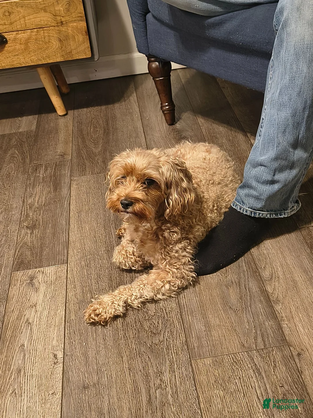 Cockapoo dogs for sale: Bear  - Ad 5