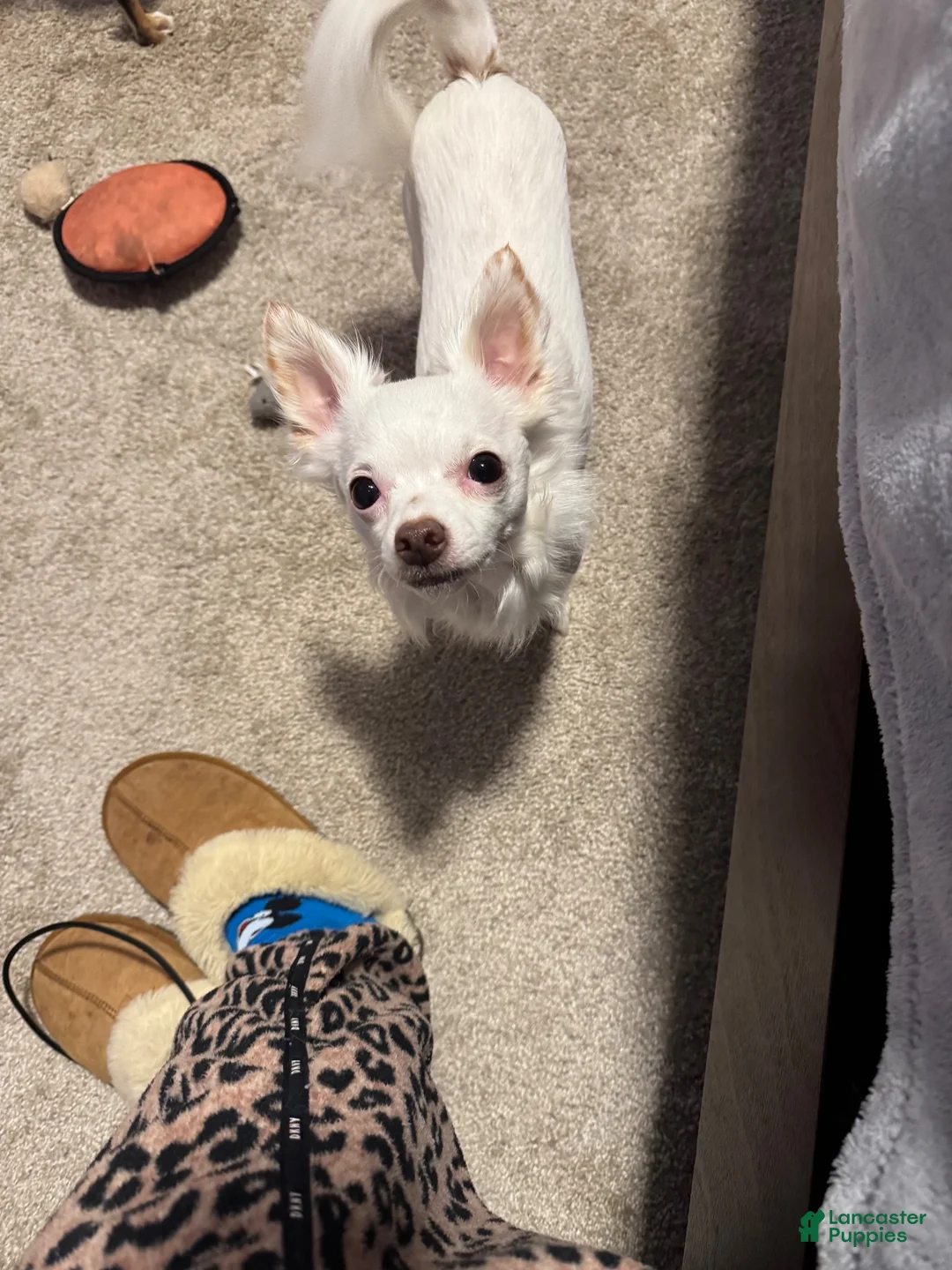 Chihuahua dogs for sale: Chihuahua 2 ready to go tomorrow  - Ad 5