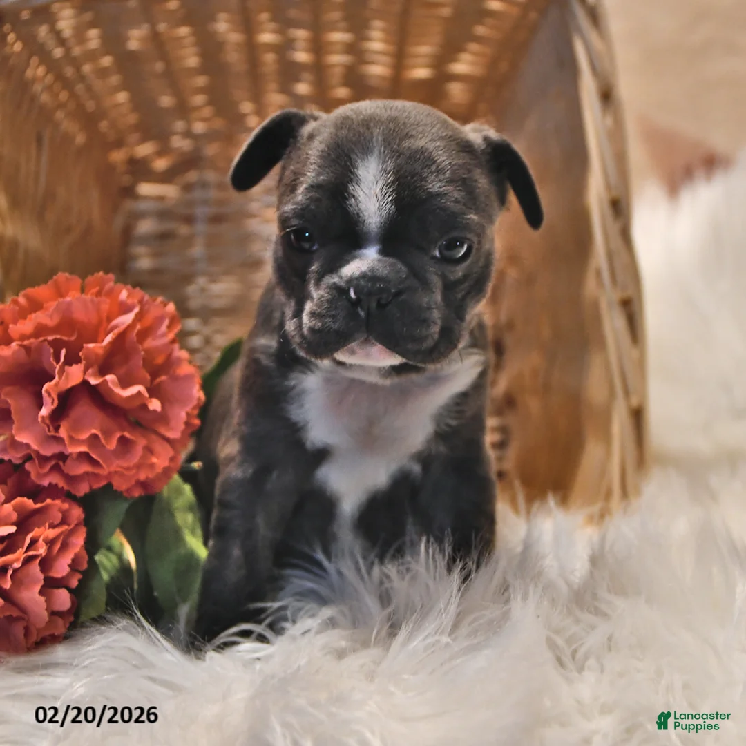Frenchton dogs for sale: Moonbeam - Ad 1