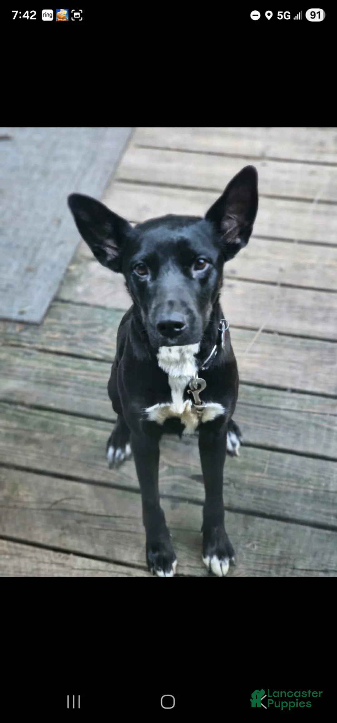 Mixed Breed dogs for sale: Mixed Breed Puppy 5 - Ad 2