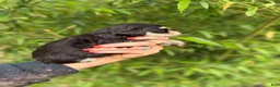 Miniature Schnauzer dogs for sale: Miniature Schnauzer Puppy 1 - Ad 2