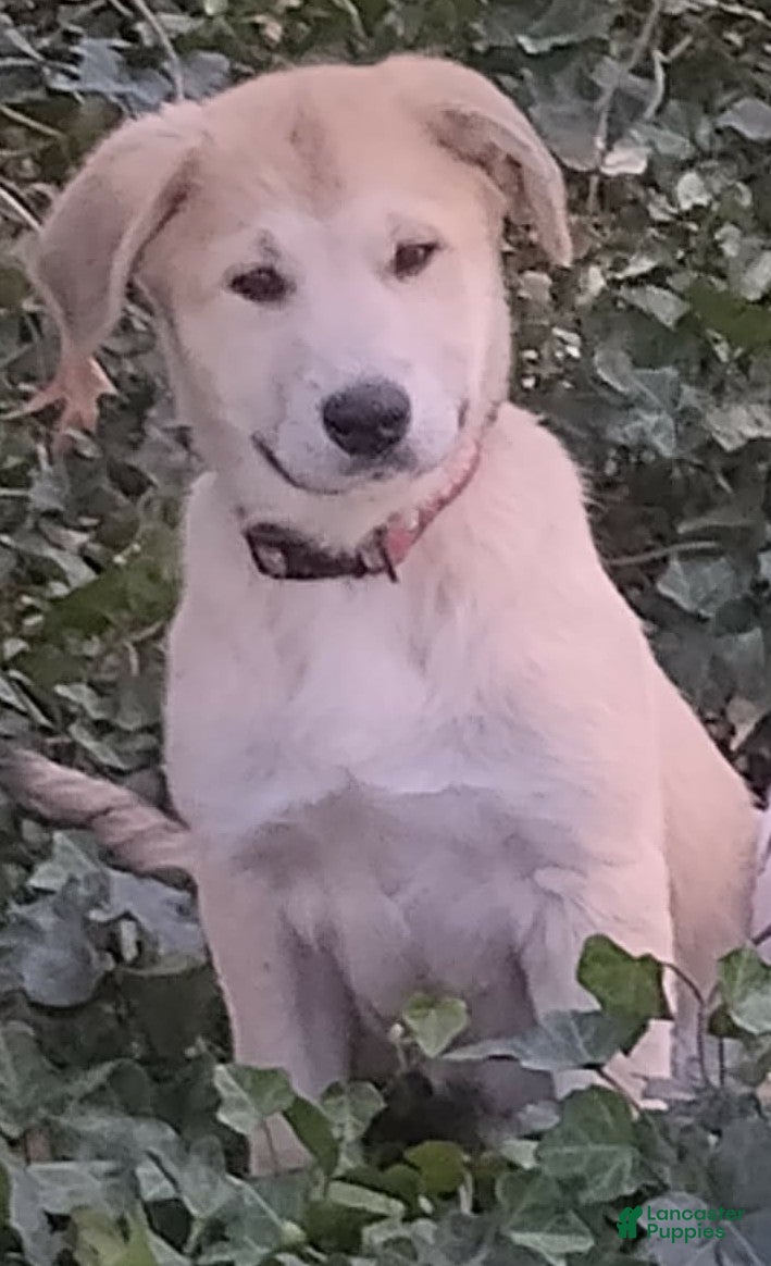 Mixed Breed dogs Great Pyrenees German Shepherd (Bear Bear) - Ad 28