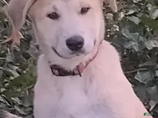 Mixed Breed dogs Great Pyrenees German Shepherd (Bear Bear) - Ad 28