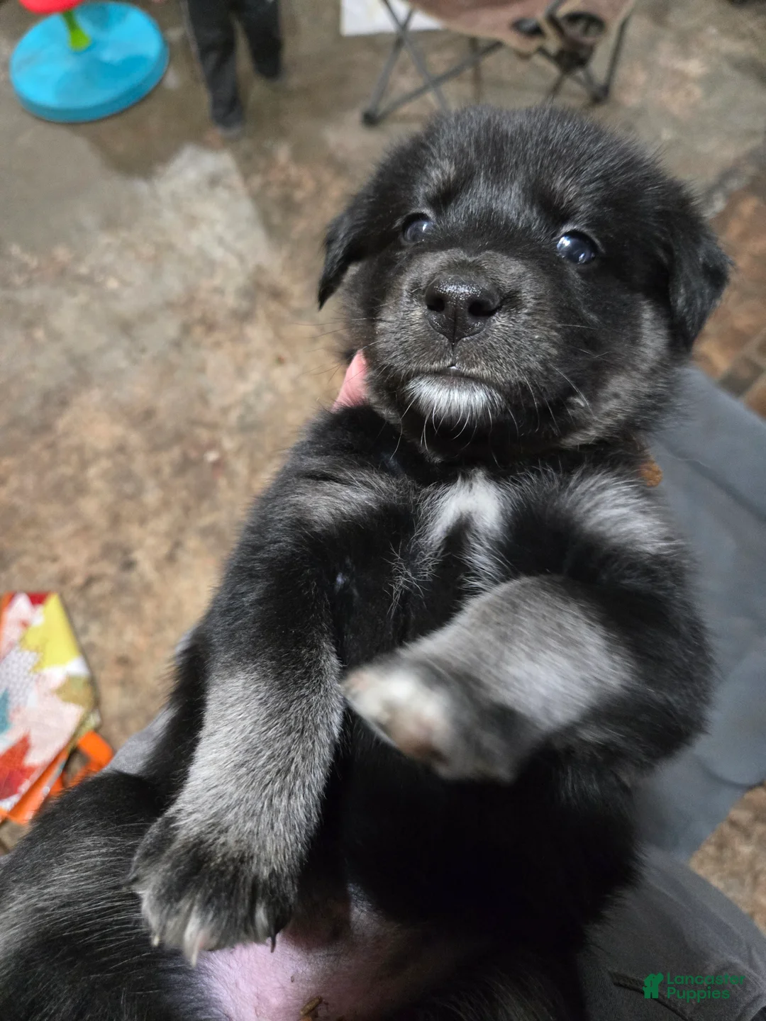 Goberian dogs for sale: Goberian orange Puppy 6 - Ad 2