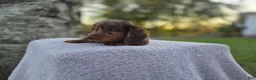 Miniature Dachshund dogs for sale: Remy  - Ad 18
